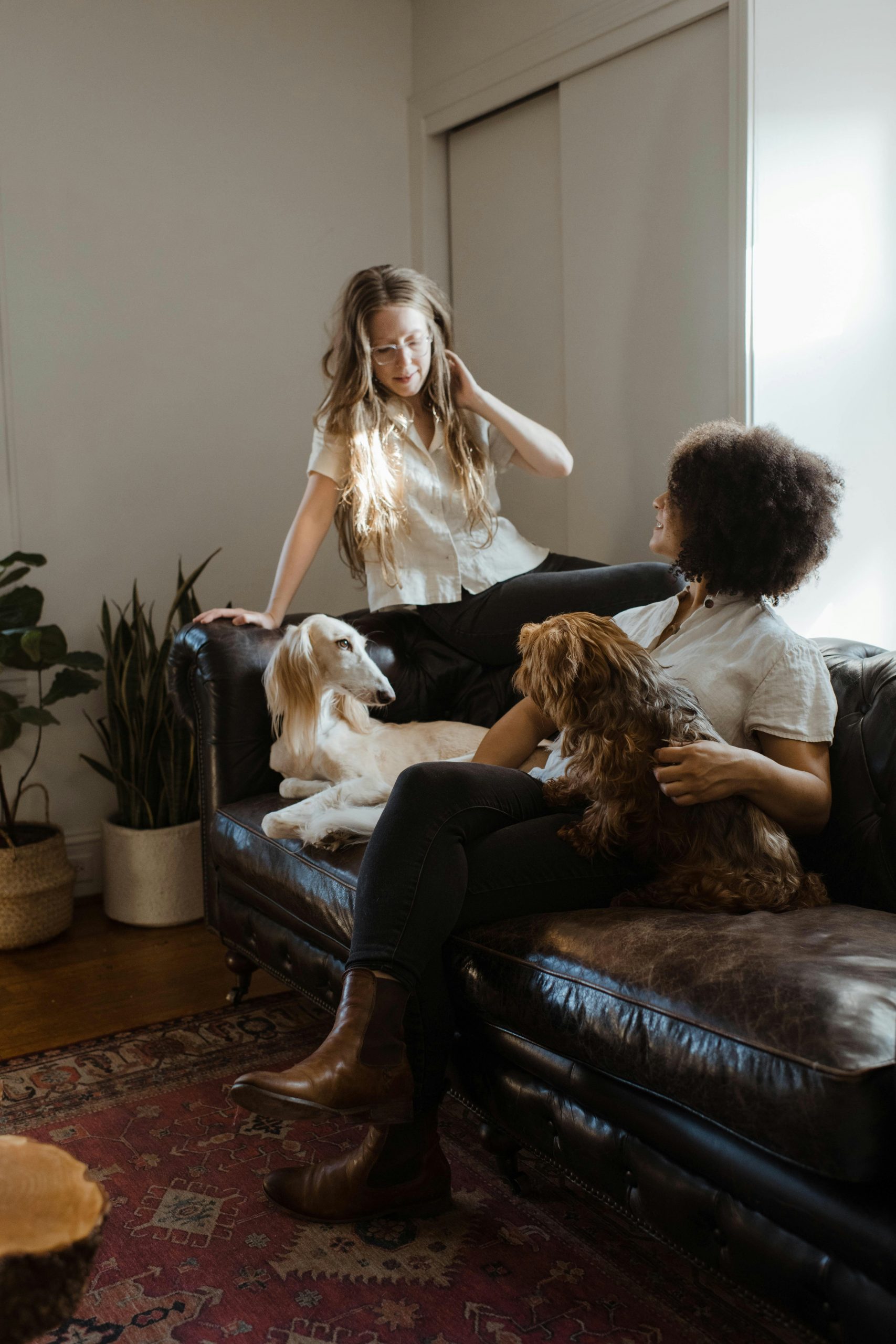 Should Pets Be Allowed in Rentals? Politicians to Decide