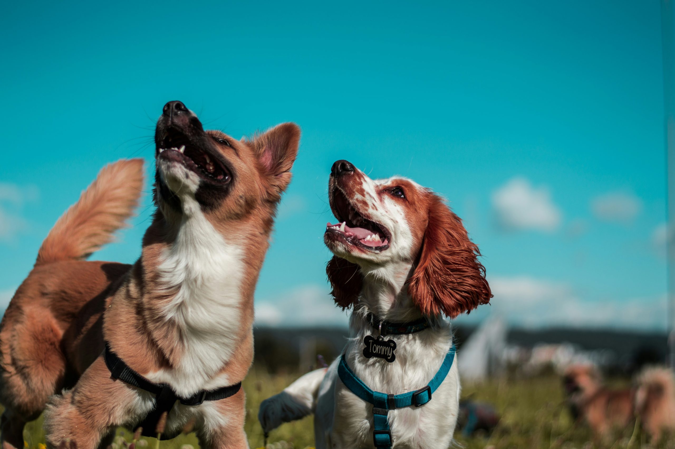 Dog Population Soars Ahead of Renters Rights Bill