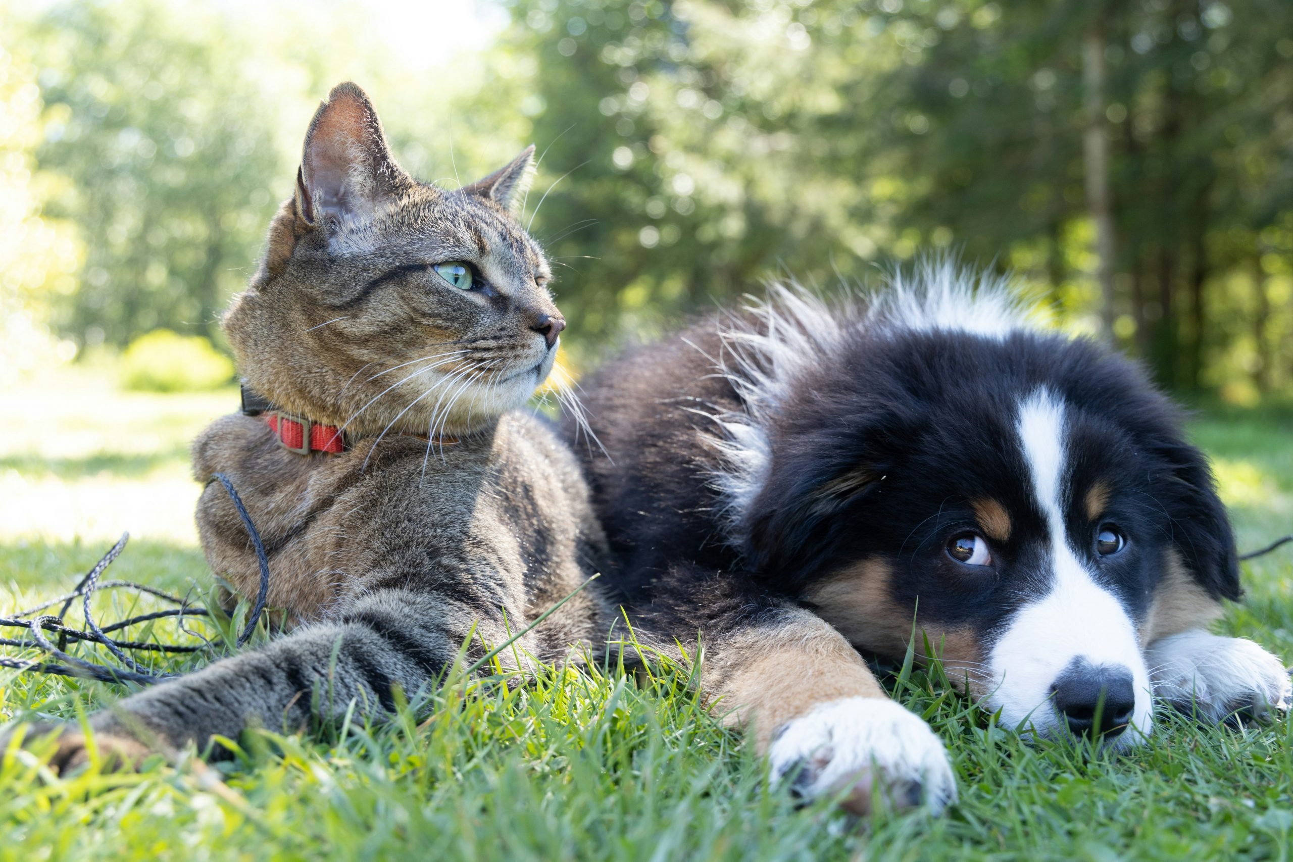Pet Damage Cover Launches Ahead of Renters’ Bill
